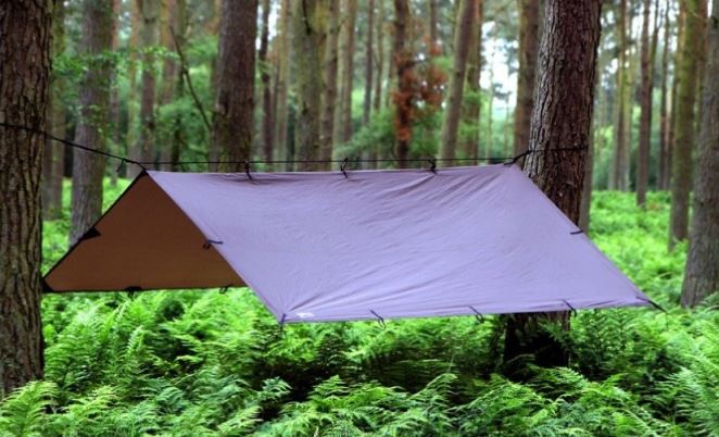 Tarp au dessus des fougeres